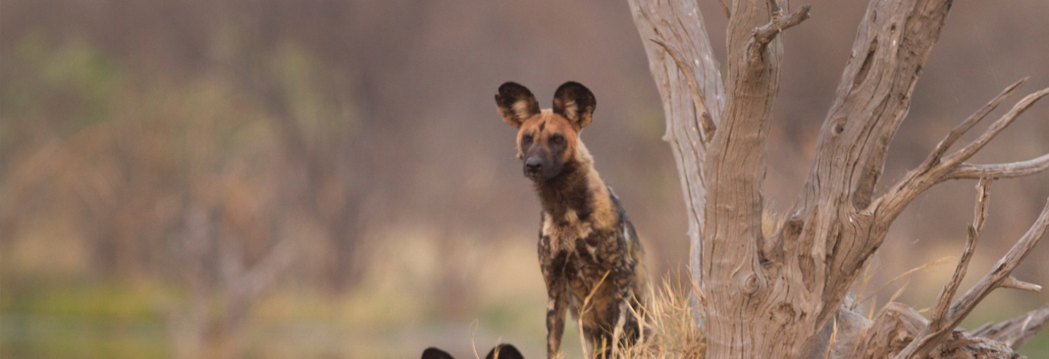 Wild dogs, Okavango, Botswana