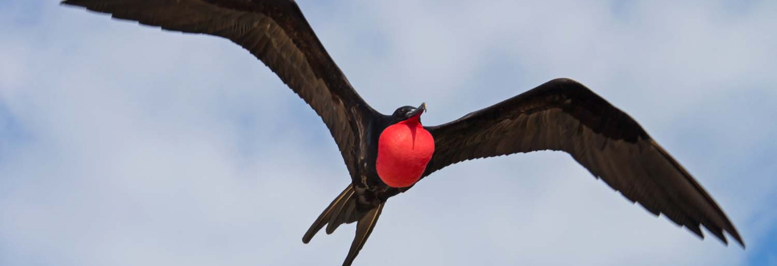 Frigate bird, Galapagos Islands