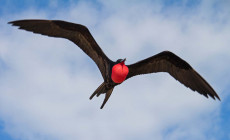 Frigate bird, Galapagos Islands