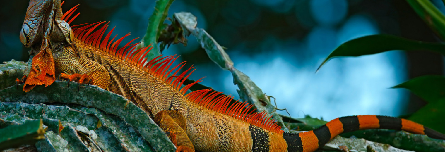 Green Iguana, Corcovado