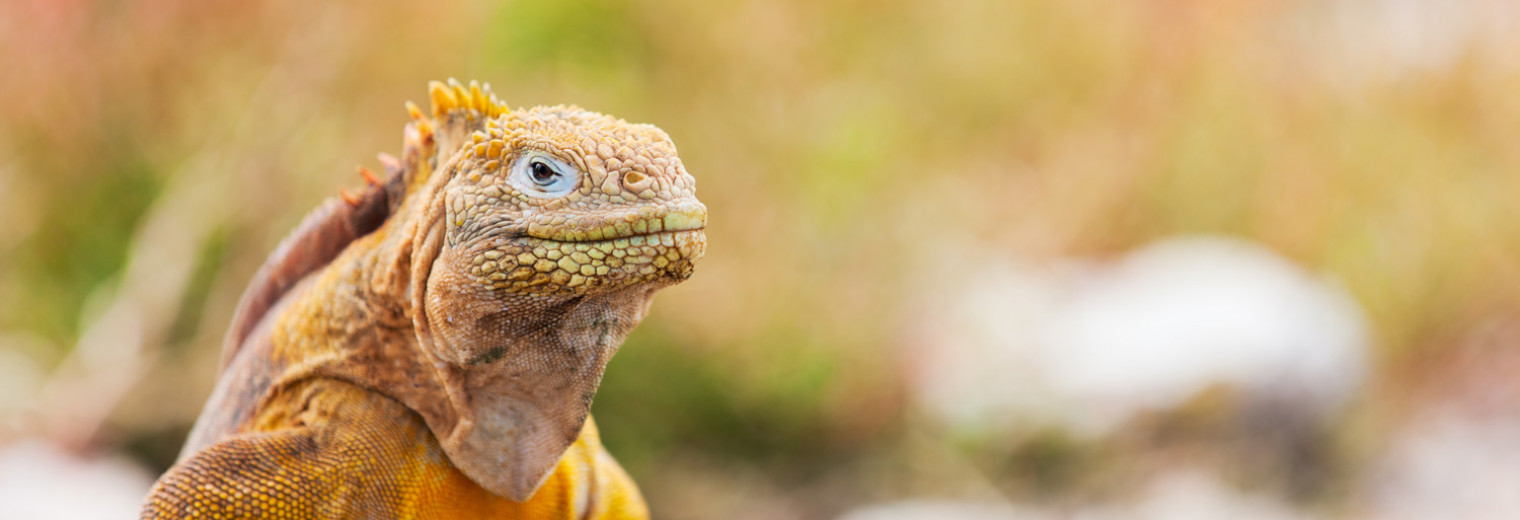 Land Iguana, Galapagos Islands