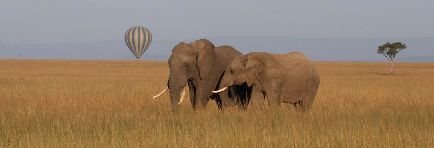 Elephants, Masai Mara, Kenya