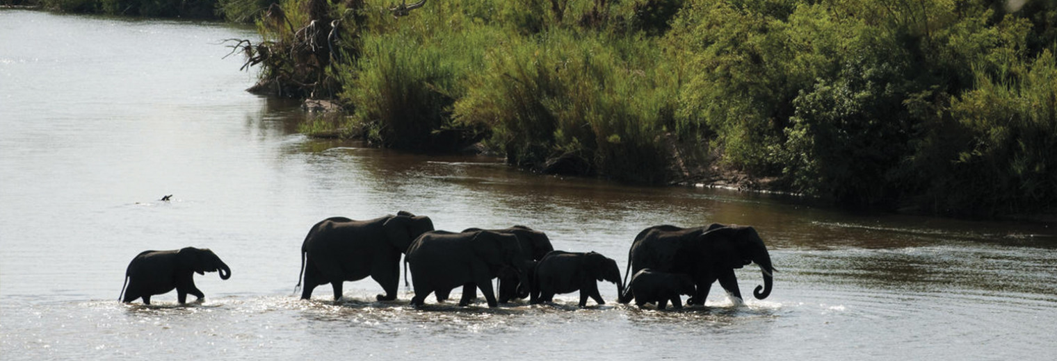 Elephants, Kruger National Park, South Africa