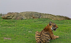 Tiger and Crocodile, Ranthambore
