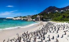 Boulders Beach, Cape Peninsula