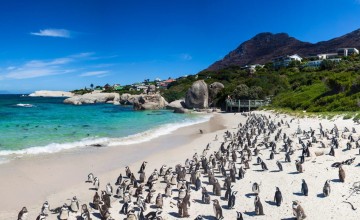 Boulders Beach, Cape Peninsula