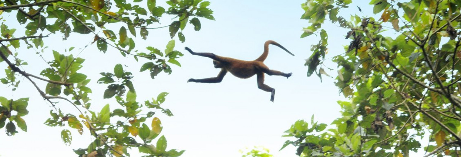 Spider Monkey, Tortuguero, Costa Rica