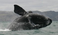 Whale watching, Hermanus, South Africa