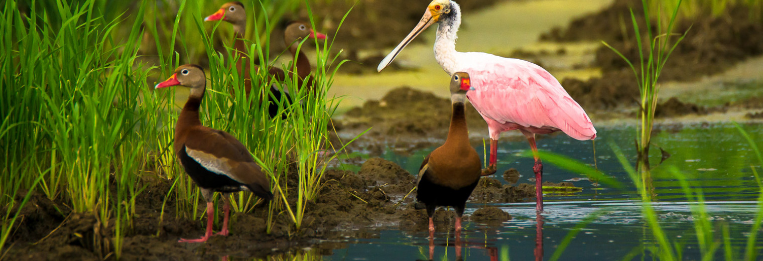 Pink Spatula and ducks, Costa Rica