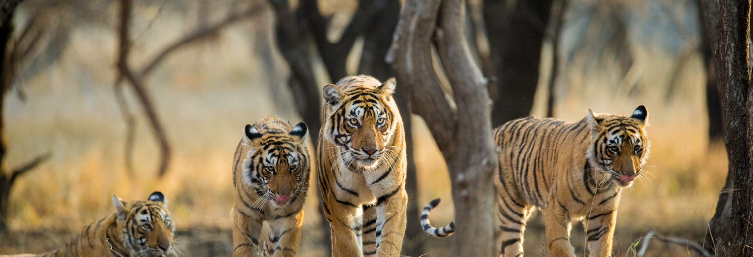 Tigers Ranthambore