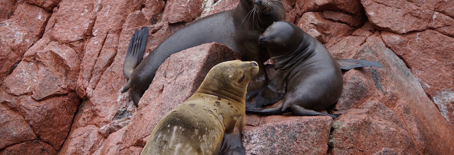 Sea lions, Paracas, Peru