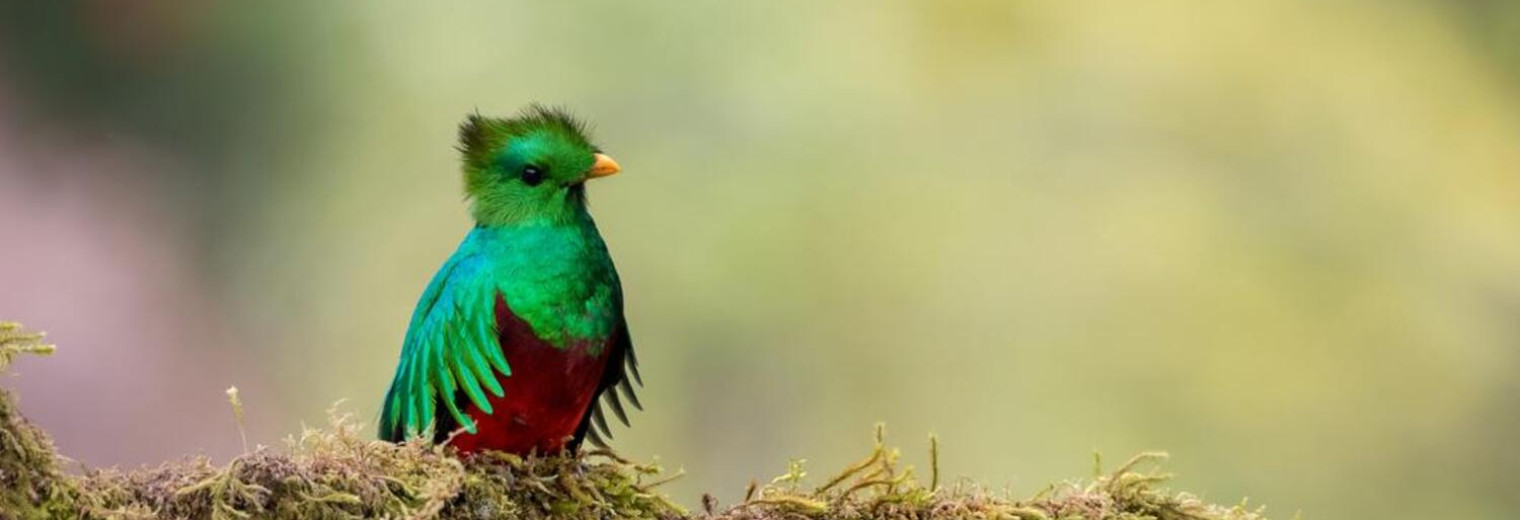 Quetzal, San Gerardo de Dota