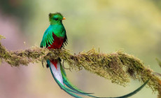 Quetzal, San Gerardo de Dota