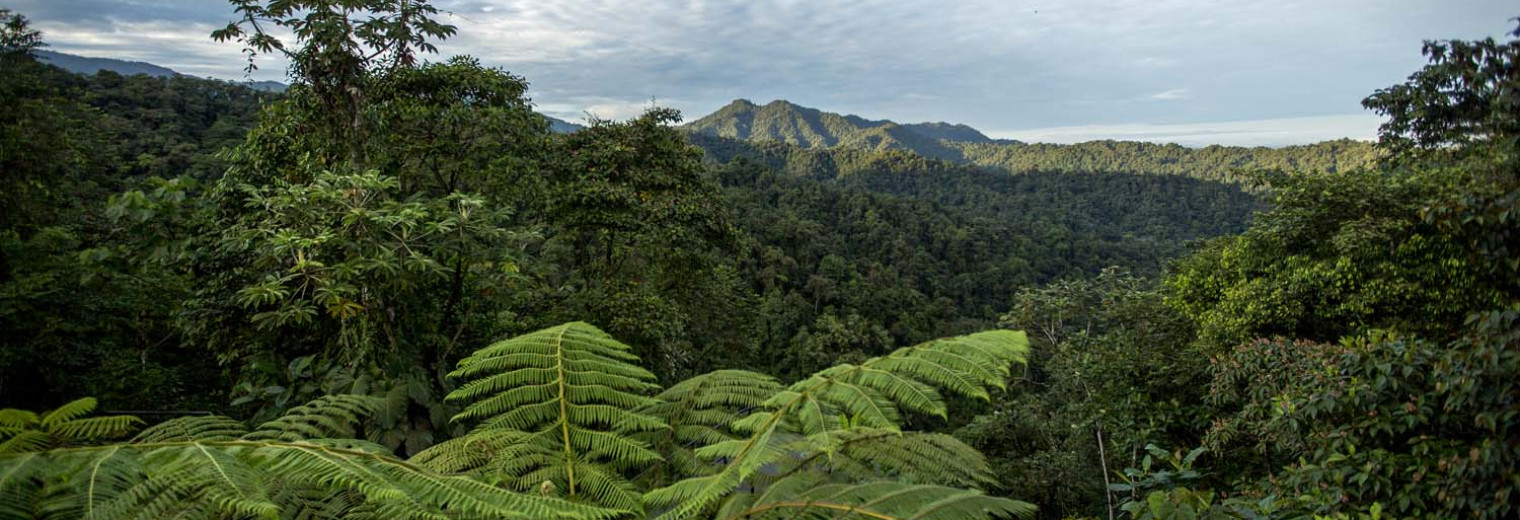 Cloudforest, Ecuador 