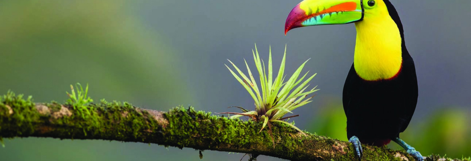 Toucan, Manuel Antonio National Park, Costa Rica
