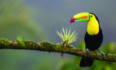 Toucan, Manuel Antonio National Park, Costa Rica