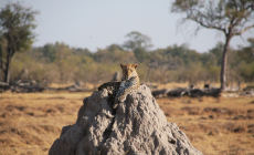 Leopard, Okavango, Botswana 