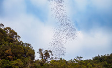 Bat Exodus from Deer Cave 