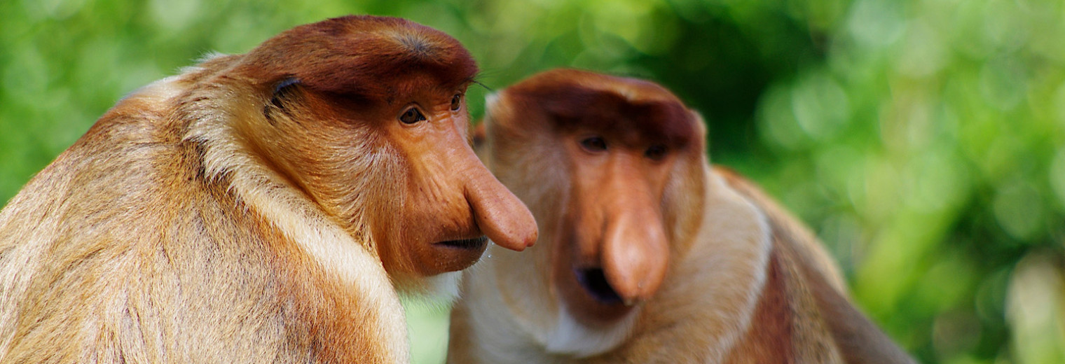 Proboscis Monkeys, Borneo