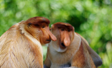 Proboscis Monkeys, Borneo