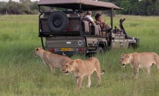 Lion with safari truck, Okavango, Botswana