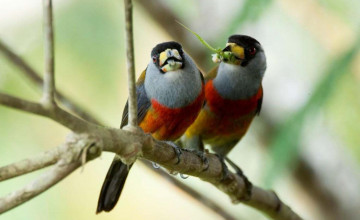 Toucan Barbets, Bellavista Cloud Forest, Ecuador