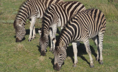 Zebra, Gondwana Game Reserve, South Africa