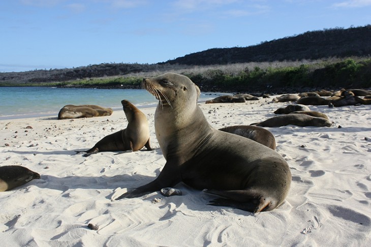 Galapagos Island Stay: A Day Trip to North Seymour Island