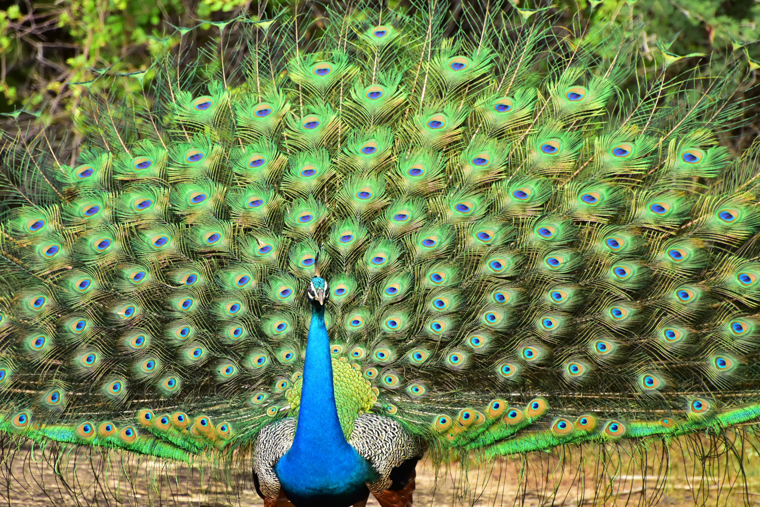 Peacock in Flight