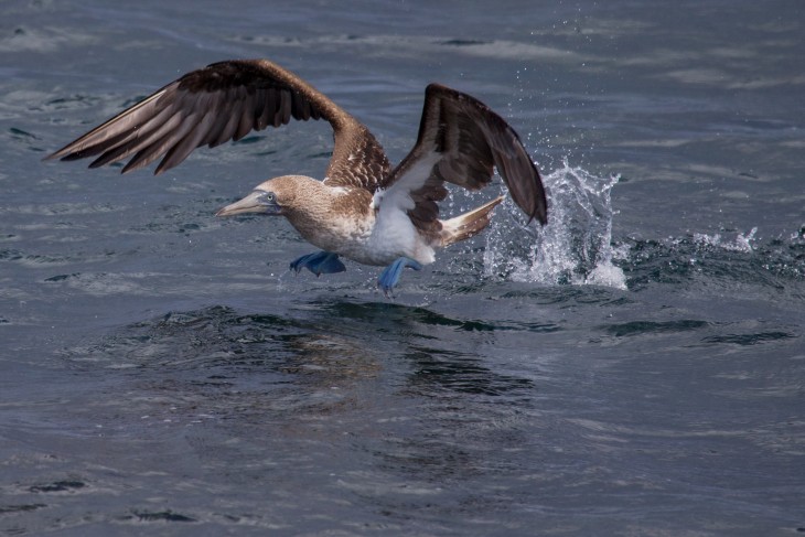 The Galapagos Islands Wildlife Guide