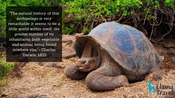 Giant tortoise, Galapagos Islands