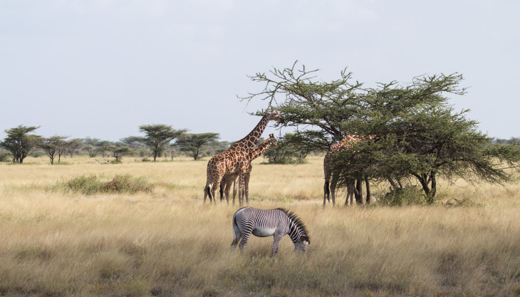 Samburu National Reserve: What To Expect