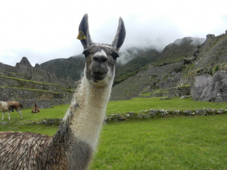 Weird and Wonderful Wildlife of South America