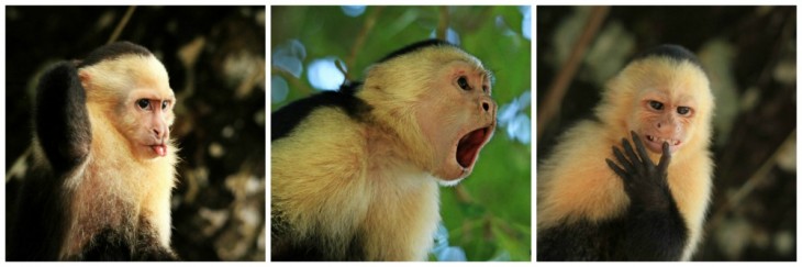 The Many Faces of Costa Rica&#039;s Capuchin Monkeys, in Photos.