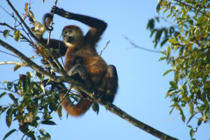 A monkey in Tortuguero National Park, Costa Rica