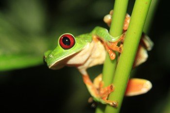 The Best of Costa Rica