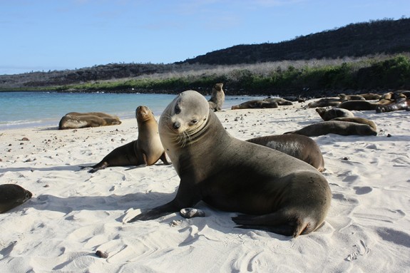 Frequently Asked Questions: What to Pack for the Galapagos