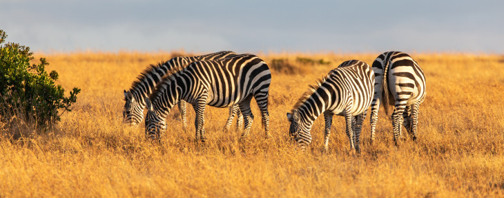 Kenya FAQs