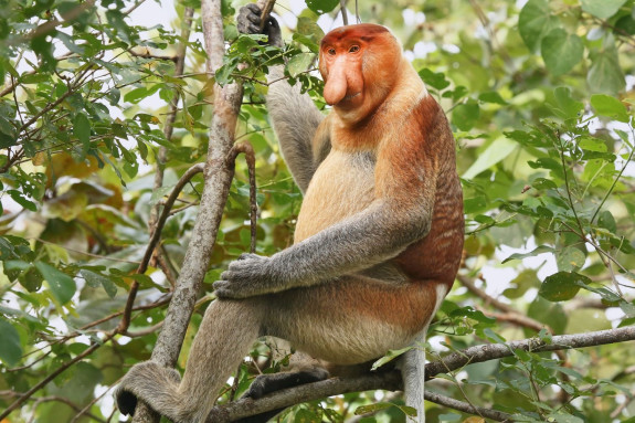 7 Reasons to Visit Borneo with Llama Travel