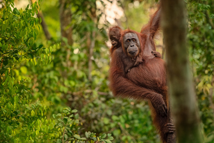 Borneo FAQs