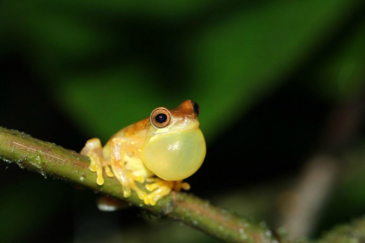 Two Days in Costa Rica&#039;s Villa Blanca Cloud Forest