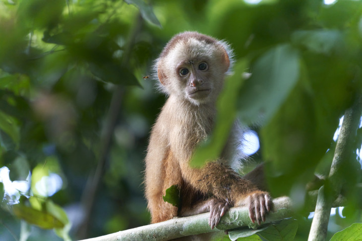 Josh&#039;s Visit to the Tambopata Research Center