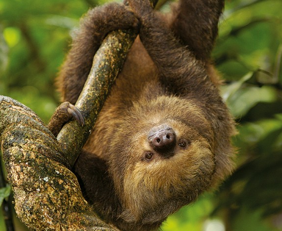 An animal checklist for the Amazon Rainforest