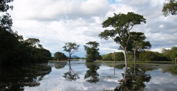 Venture into the Pantanal