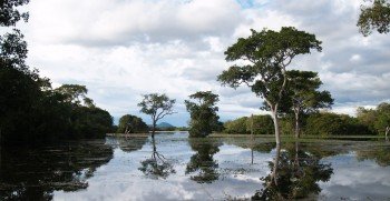 Venture into the Pantanal