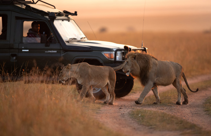 How to choose the right safari for you