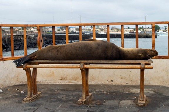 How Much Does it Cost to Visit the Galapagos?