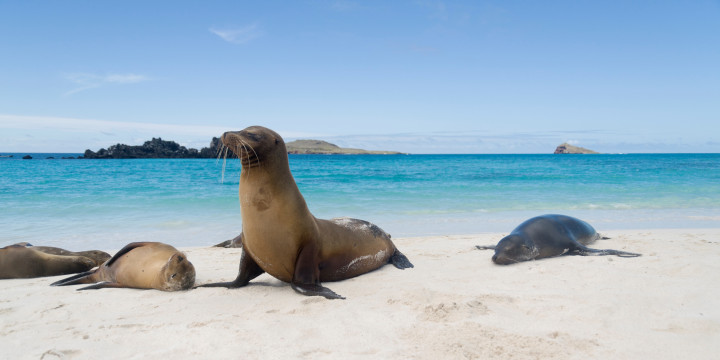 Galapagos Islands FAQs