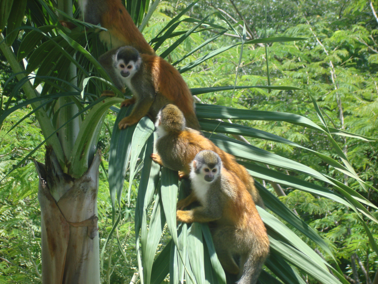 An Animal Checklist for Costa Rica