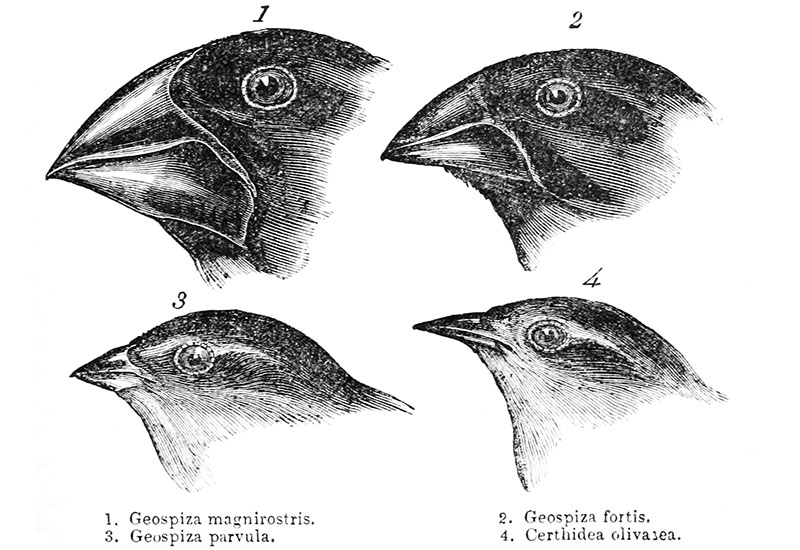 Darwins Finches Galapagos